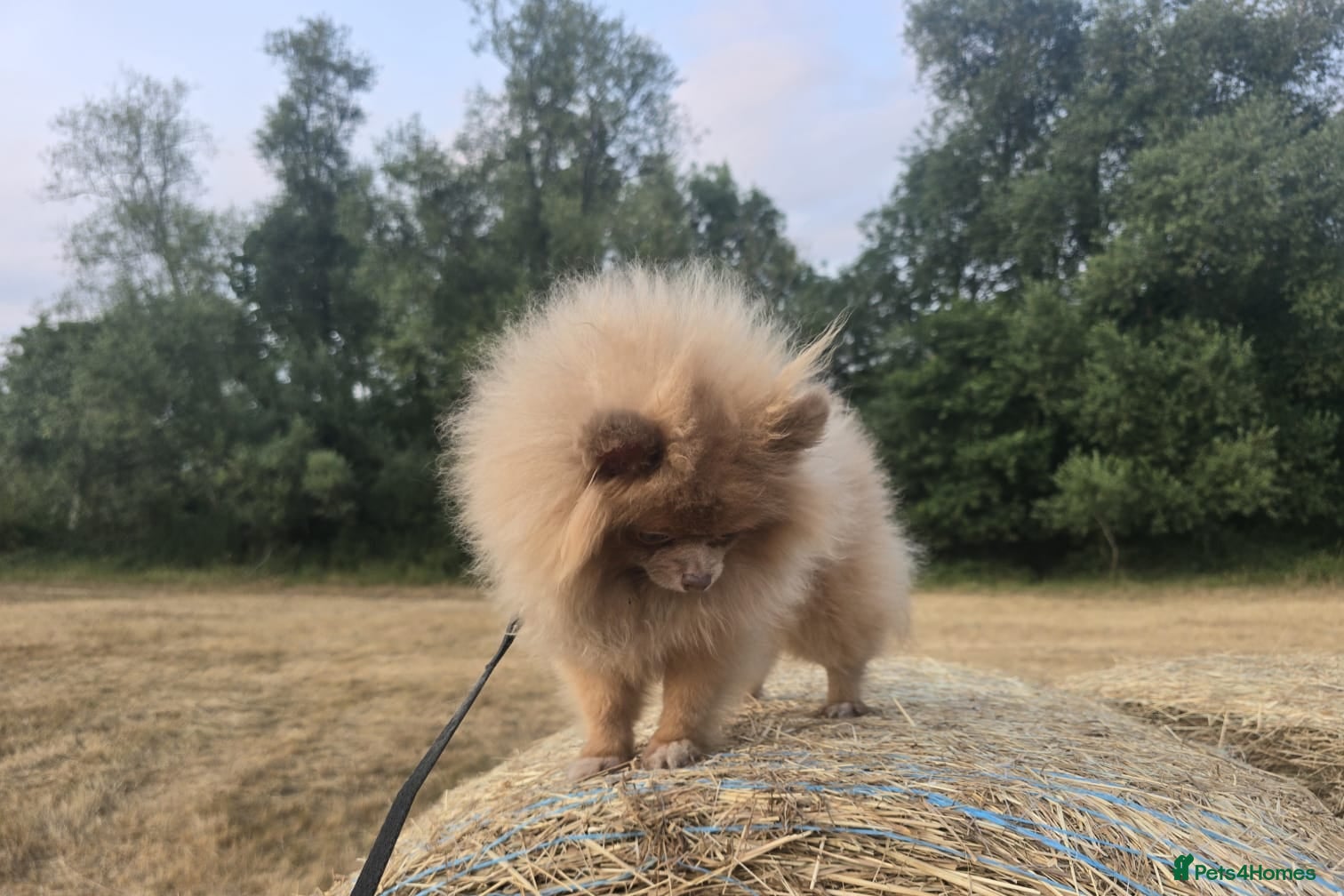 Pomeranian dogs Lilac with tan points female puppy  - Advert 5