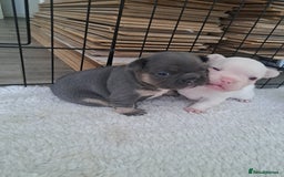 French Bulldog dogs for sale: French fancies puppies  - Image 9