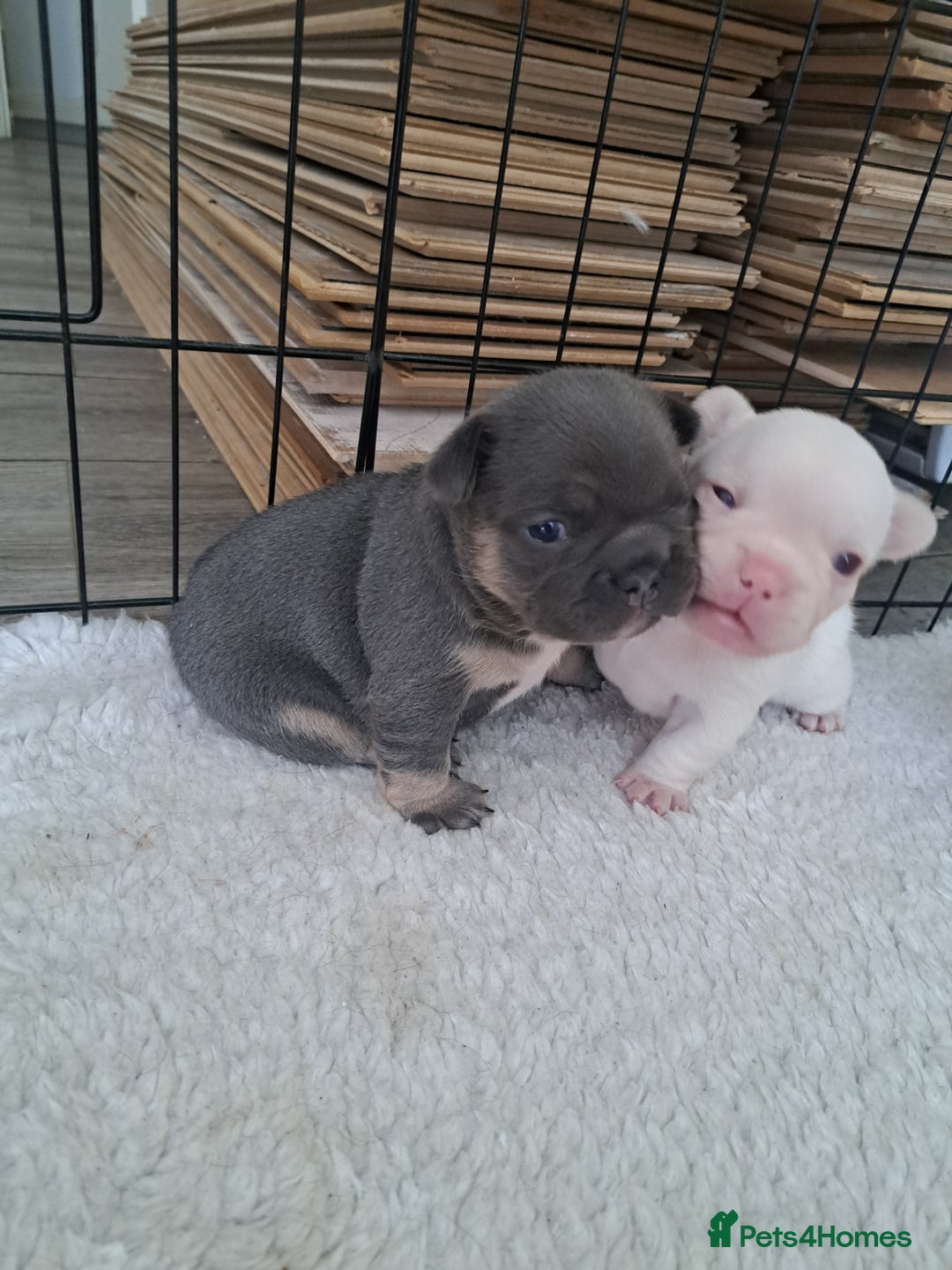 French Bulldog dogs for sale: French fancies puppies  - Image 9