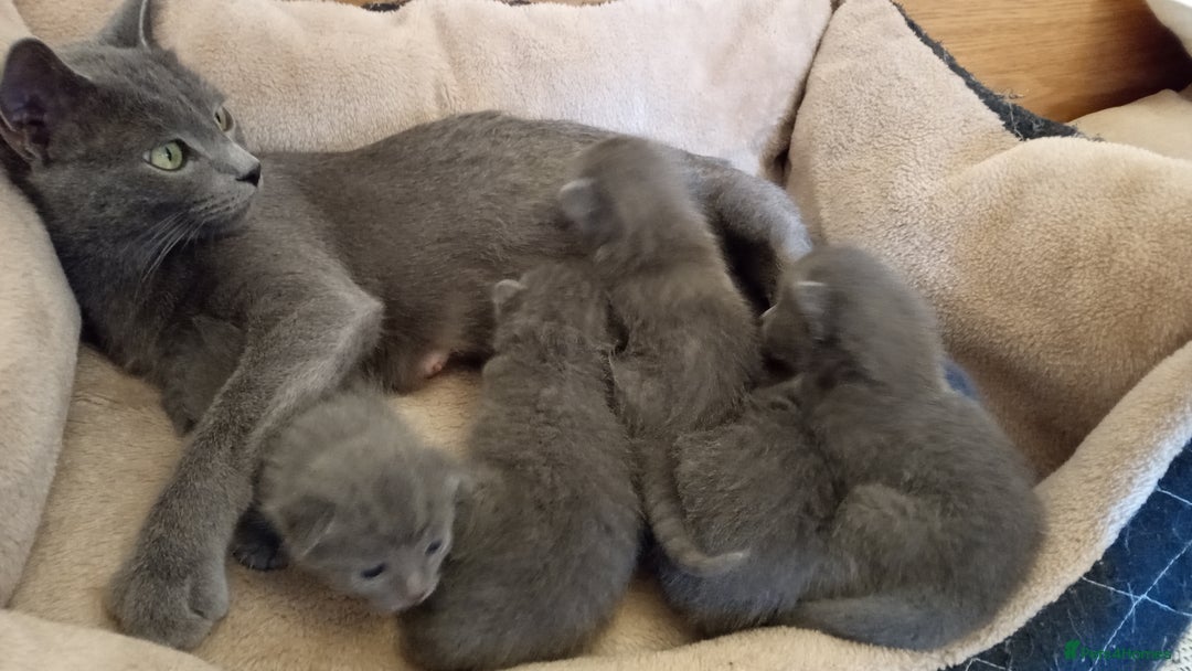 Russian Blue cats for sale: Pure Russian Blue kittens 2 boys one girl - Image 3