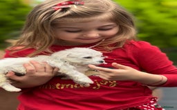 Bichon Frise dogs for sale: Beautiful Bichon Frise only 1 available  - Image 20