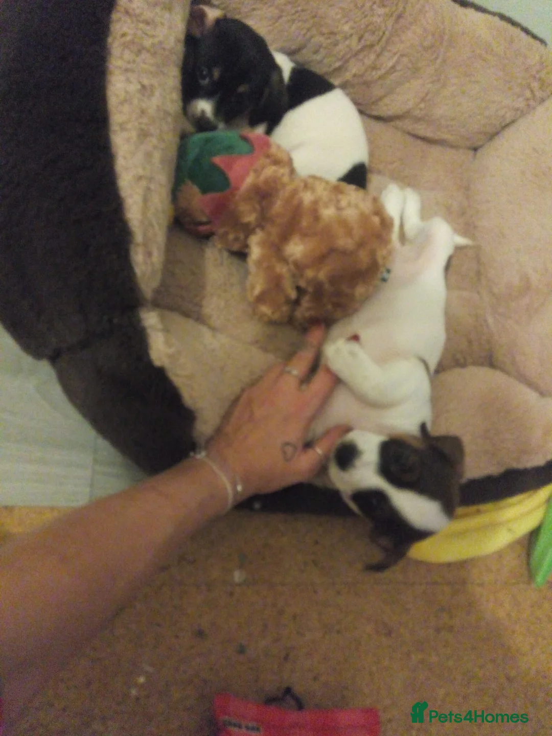 Mixed Breed dogs for sale: 1 female cavajack - Advert 2