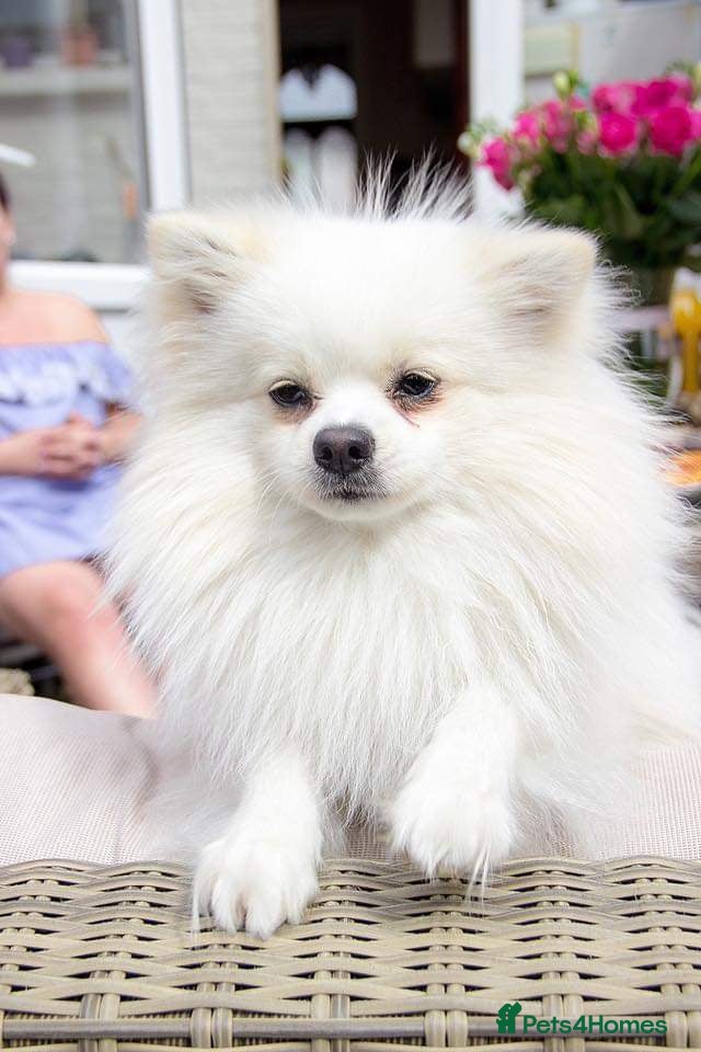 Pomeranian dogs  White Pomeranian dog “Proven, experienced STUD” in Ilford - Advert 2