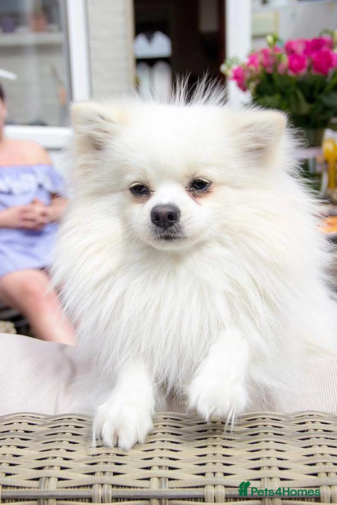 Pomeranian dogs for stud:  White Pomeranian dog “Proven, experienced STUD” in Ilford - Advert 1
