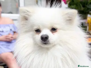 Pomeranian dogs White Pomeranian dog “Proven, experienced STUD” in Ilford - Advert 22