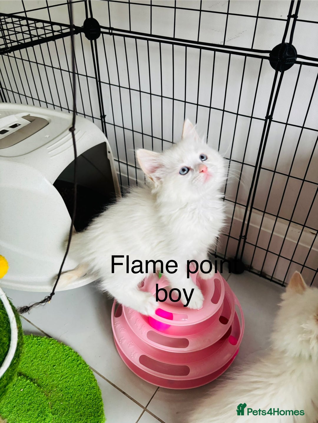 Ragdoll cats for sale: Beautiful ragdoll kittens  - Advert 13