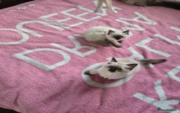Ragdoll cats for sale: Ragdoll kittens  - Image 2