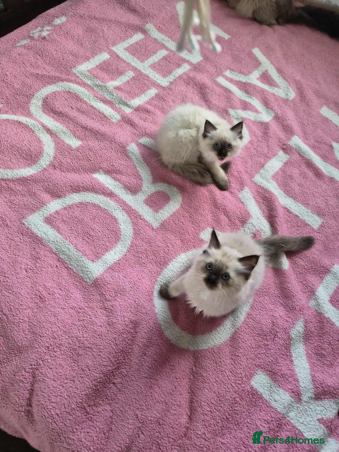Ragdoll cats for sale: Ragdoll kittens  - Image 2