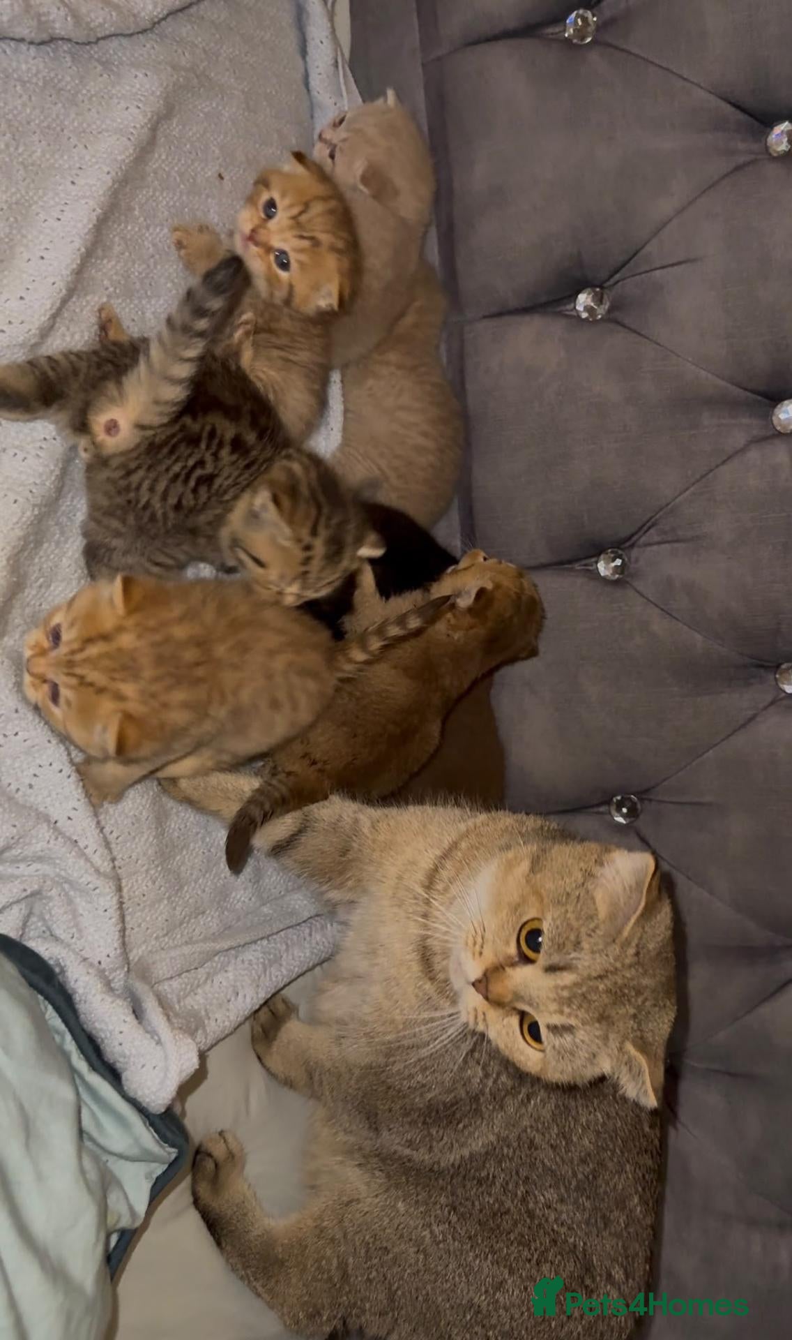 Scottish Fold cats Exceptional litter😍😍 - Advert 1