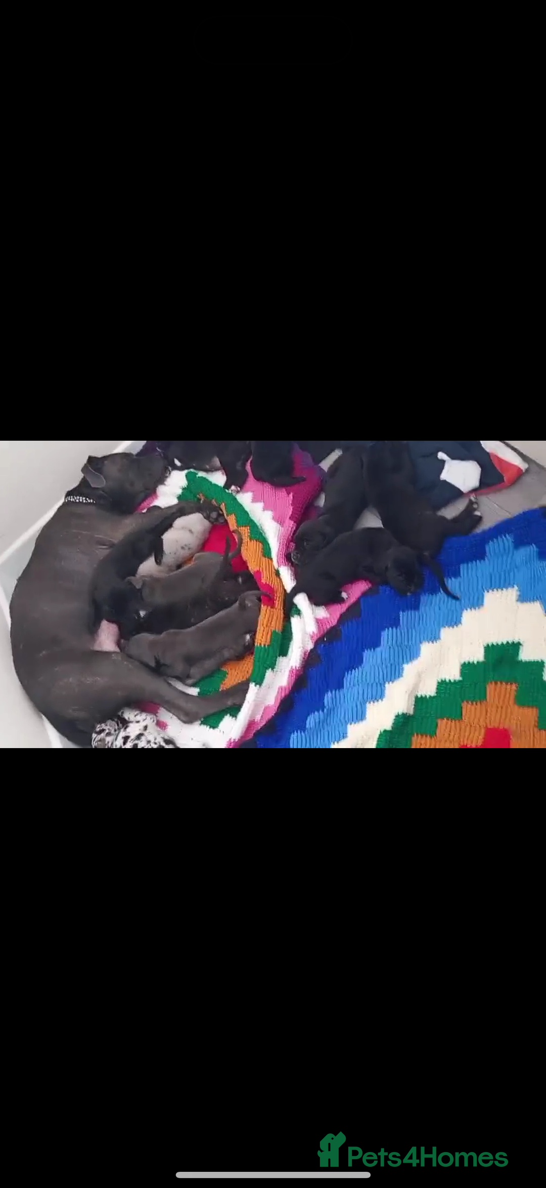 Mixed Breed dogs for sale: Great dane X Cane corso  - Image 21
