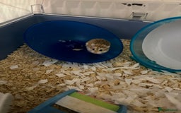 Hamster rodents for sale: Male robo hamster  - Image 3