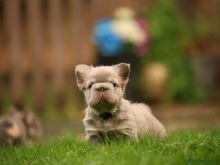 French Bulldog dogs French bulldog puppies. - Advert 13