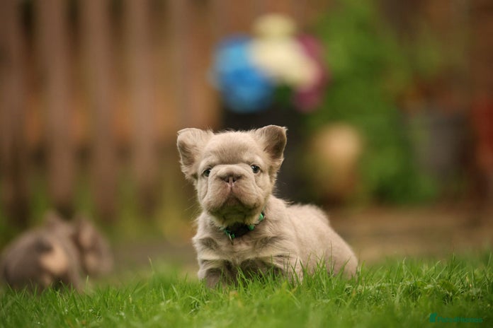French Bulldog dogs French bulldog puppies. - Advert 4