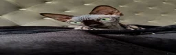 Sphynx cats for sale: Black Sphynx  - Advert 3
