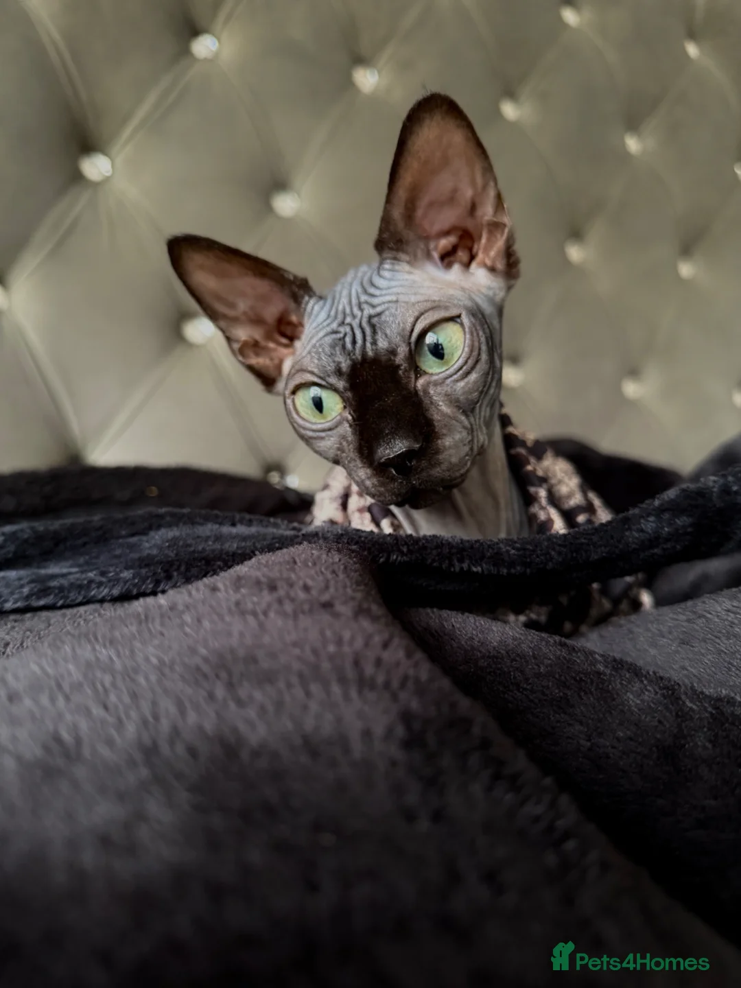 Sphynx cats for sale: Black Sphynx  - Advert 3