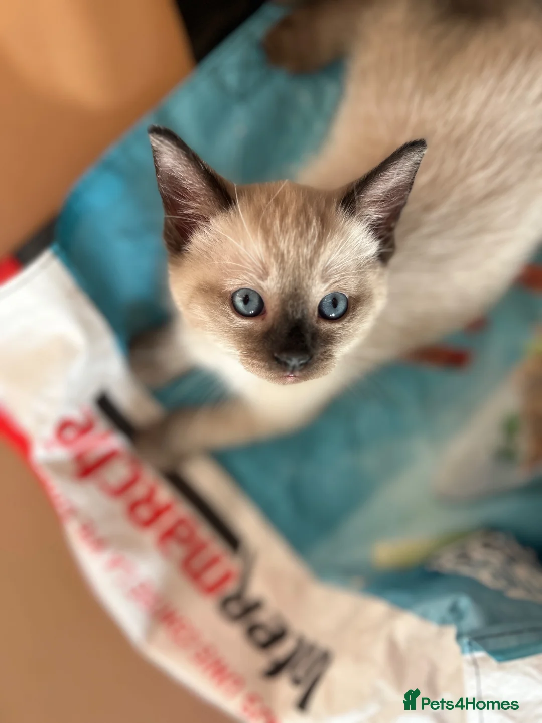 Mixed Breed cats for sale: Siamese x Bombay  - Advert 2