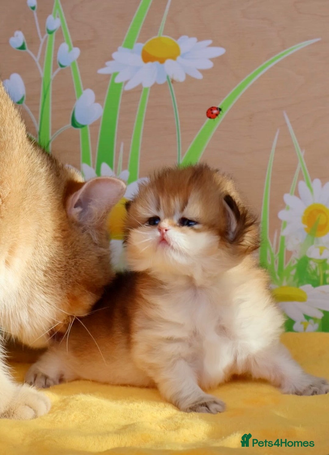 British Shorthair cats for sale: ✨Show quality Golden British Shorthair babies ✨ - Image 6