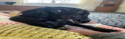 Cocker Spaniel dogs for sale: Black cocker spaniels x2  - Advert 5