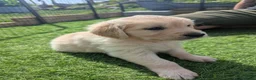 Golden Retriever dogs for sale: LAST GIRL Chunky cream and golden puppy  - Advert 4