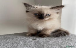 Mixed Breed cats for sale: 5 Half-Ragdoll kittens ❤️ - Image 4