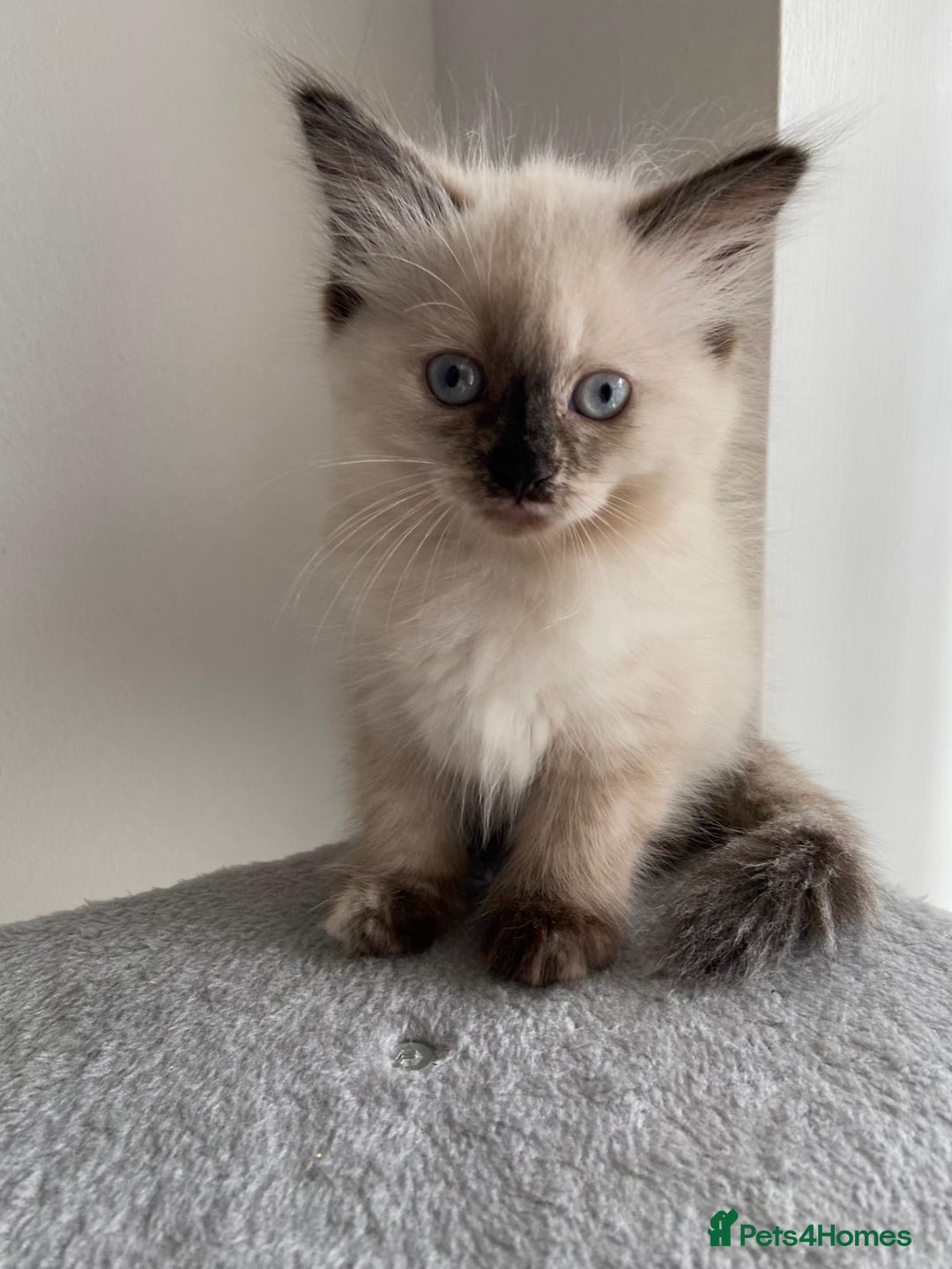 Mixed Breed cats for sale: 5 Half-Ragdoll kittens ❤️ - Image 4