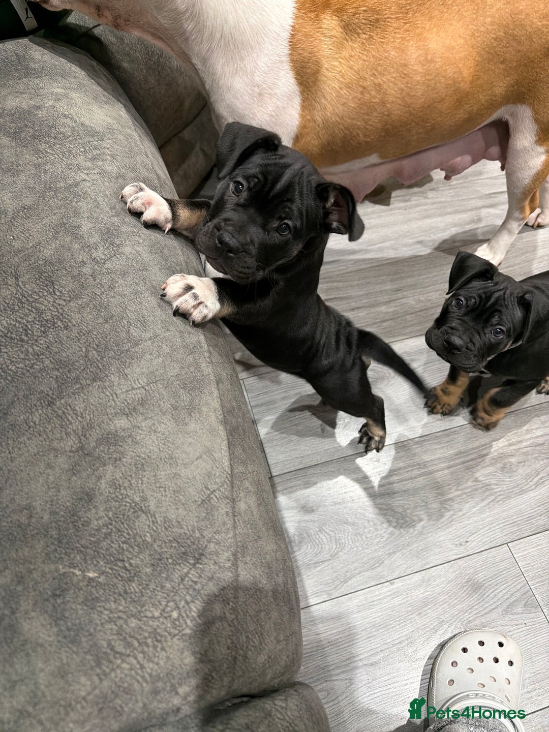 Mixed Breed dogs for sale: American french bully  - Advert 30