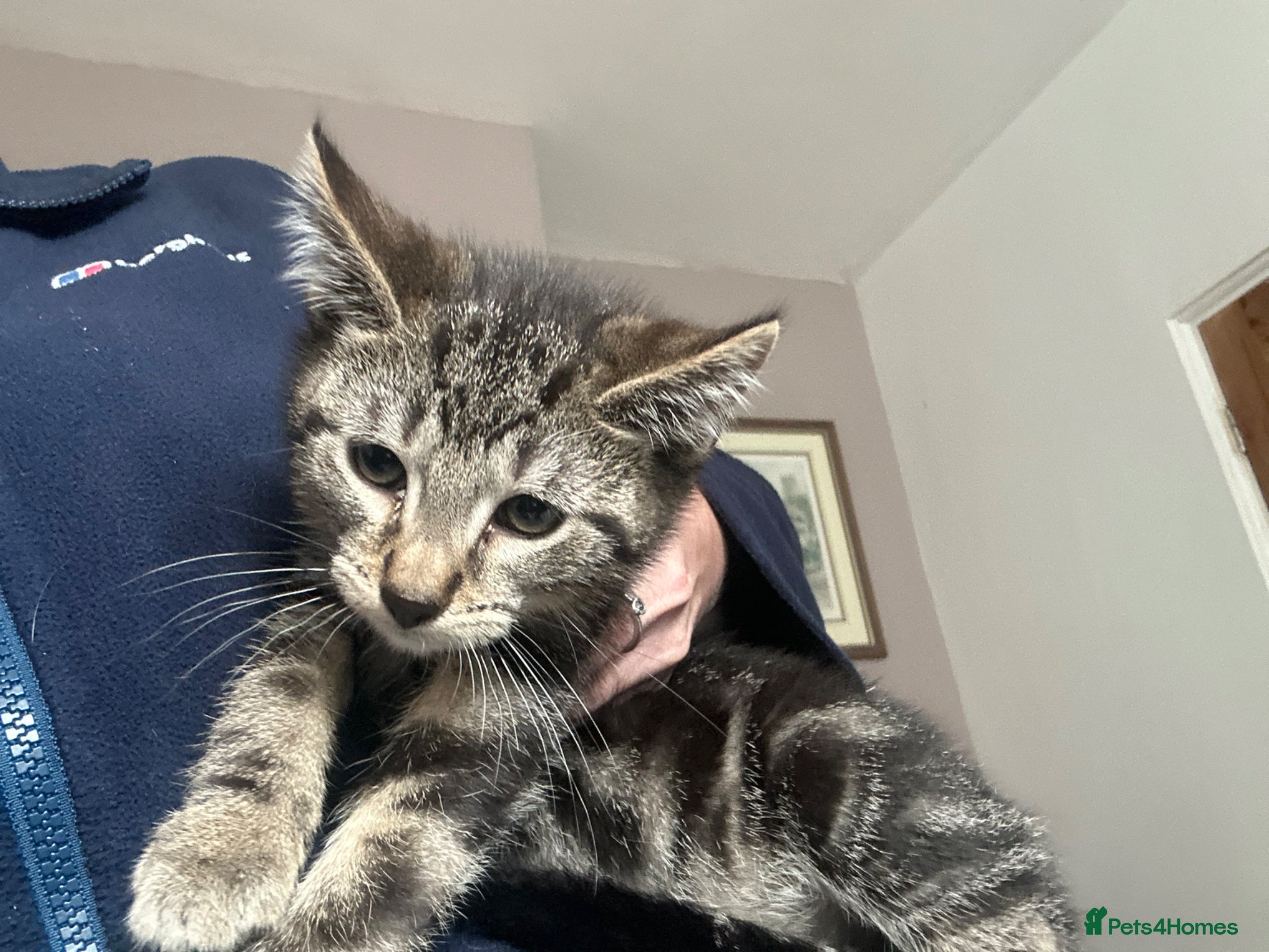 Mixed Breed cats for sale: Kitten for sale  - Advert 4