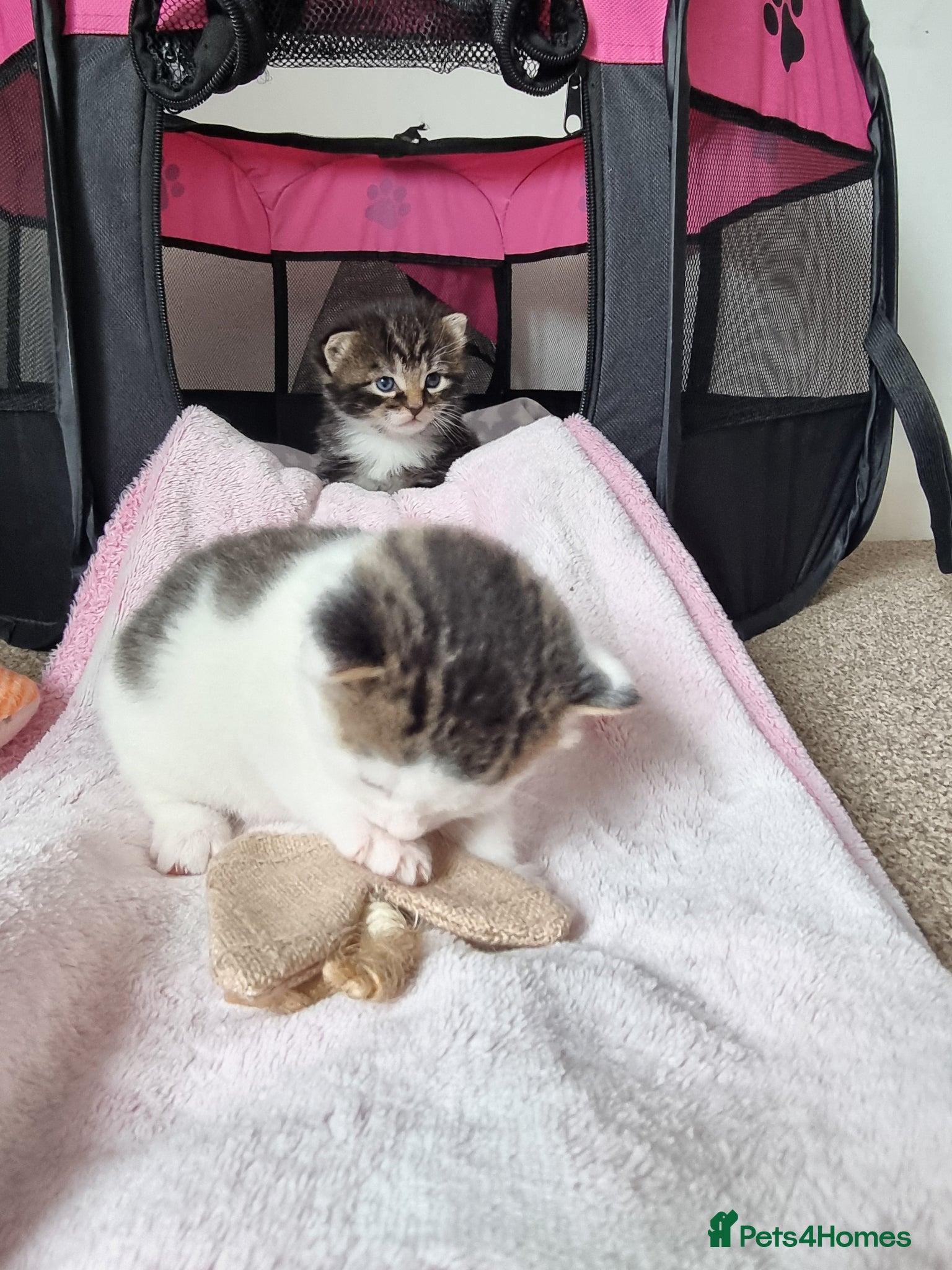 Domestic Shorthair cats Three kittens looking for the best homes - Advert 3