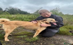 Mixed Breed dogs for adoption: Pettern - Norwich Norfolk  - Image 36