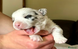 Welsh Corgi Cardigan dogs for sale: Show Quality KC Pedigree Corgi Cardigan Puppies  - Image 24