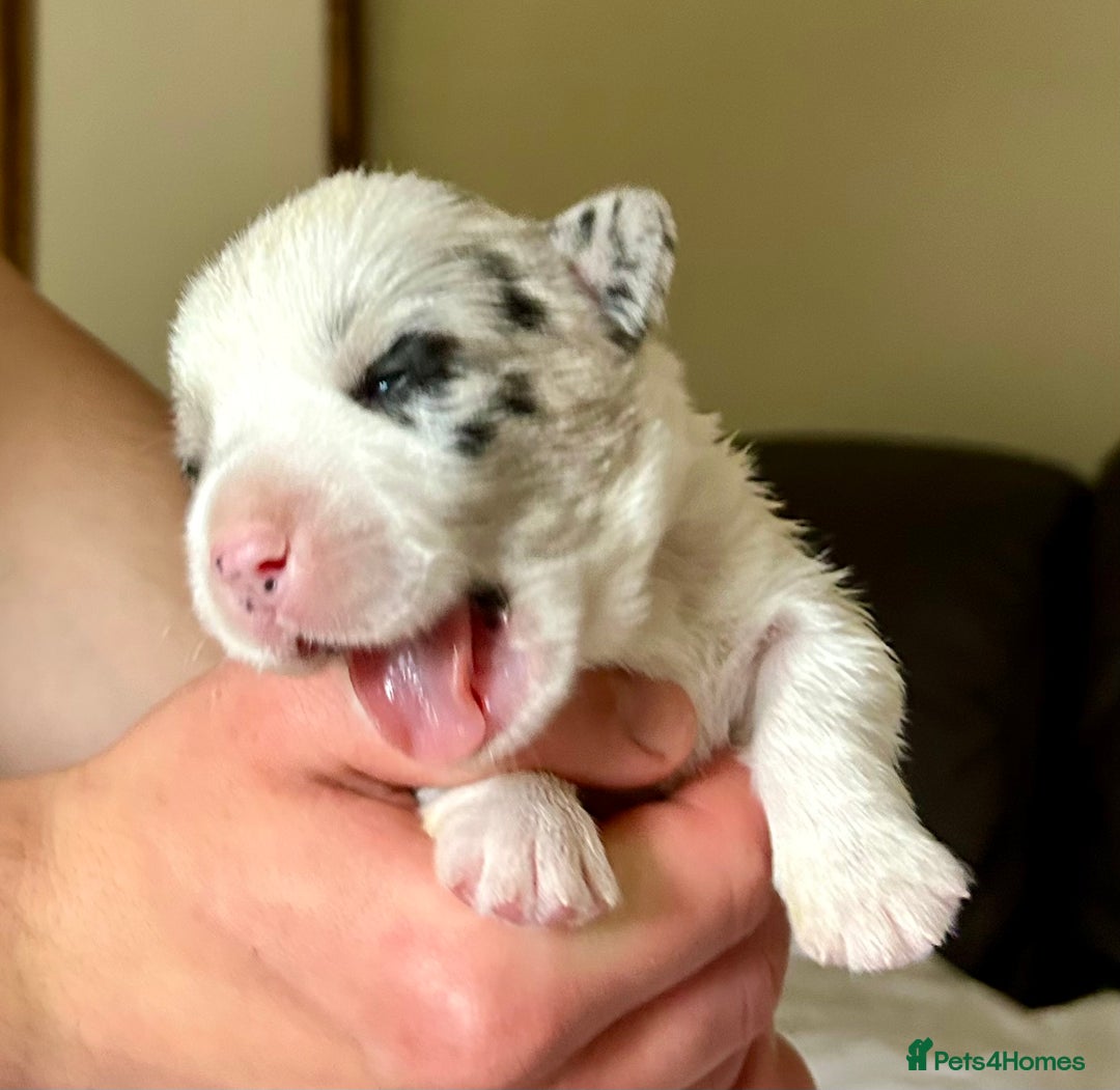Welsh Corgi Cardigan dogs for sale: Show Quality KC Pedigree Corgi Cardigan Puppies  - Image 24