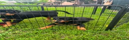 Rottweiler dogs for sale: Rottweiler  - Advert 1