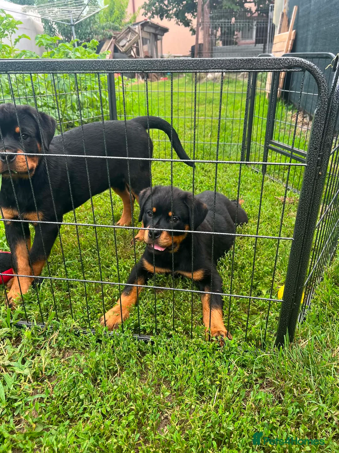 Rottweiler dogs for sale: Rottweiler  - Advert 1
