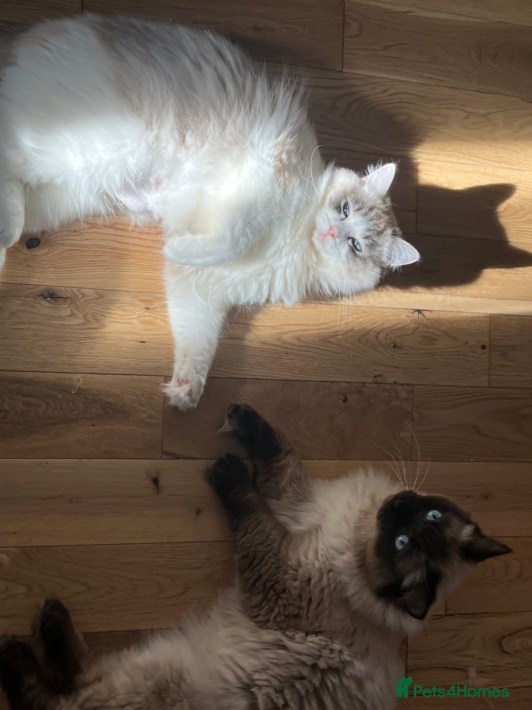 Ragdoll cats for sale: Ragdoll kittens - Image 8