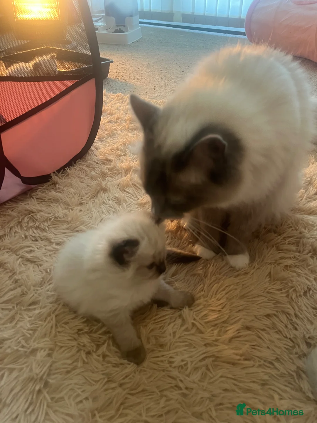 Ragdoll cats for sale: Adorable Blue Point Ragdoll Girl - Advert 4