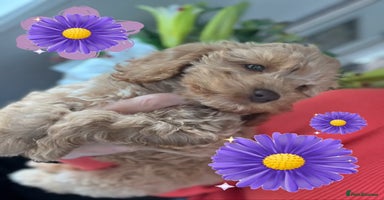Cockapoo dogs - Advert 15