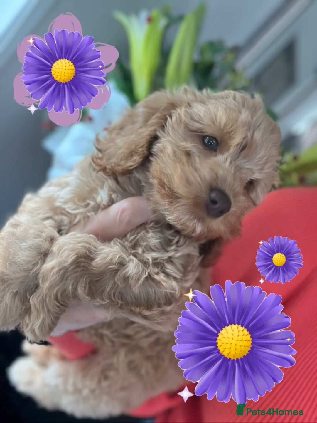 Cockapoo dogs for sale: F1 Cockapoo’s DNA Health Tested Parents - Image 2