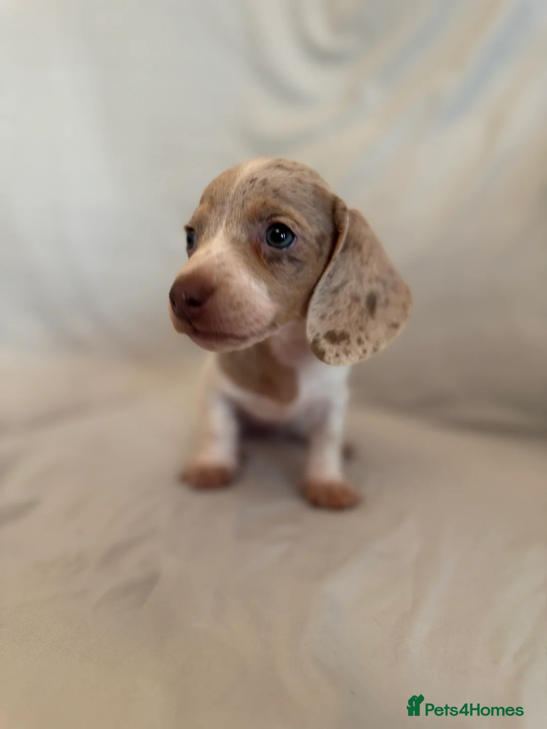 Dachshund dogs for sale: Miniature dachshund Puppies for sale  - Advert 3
