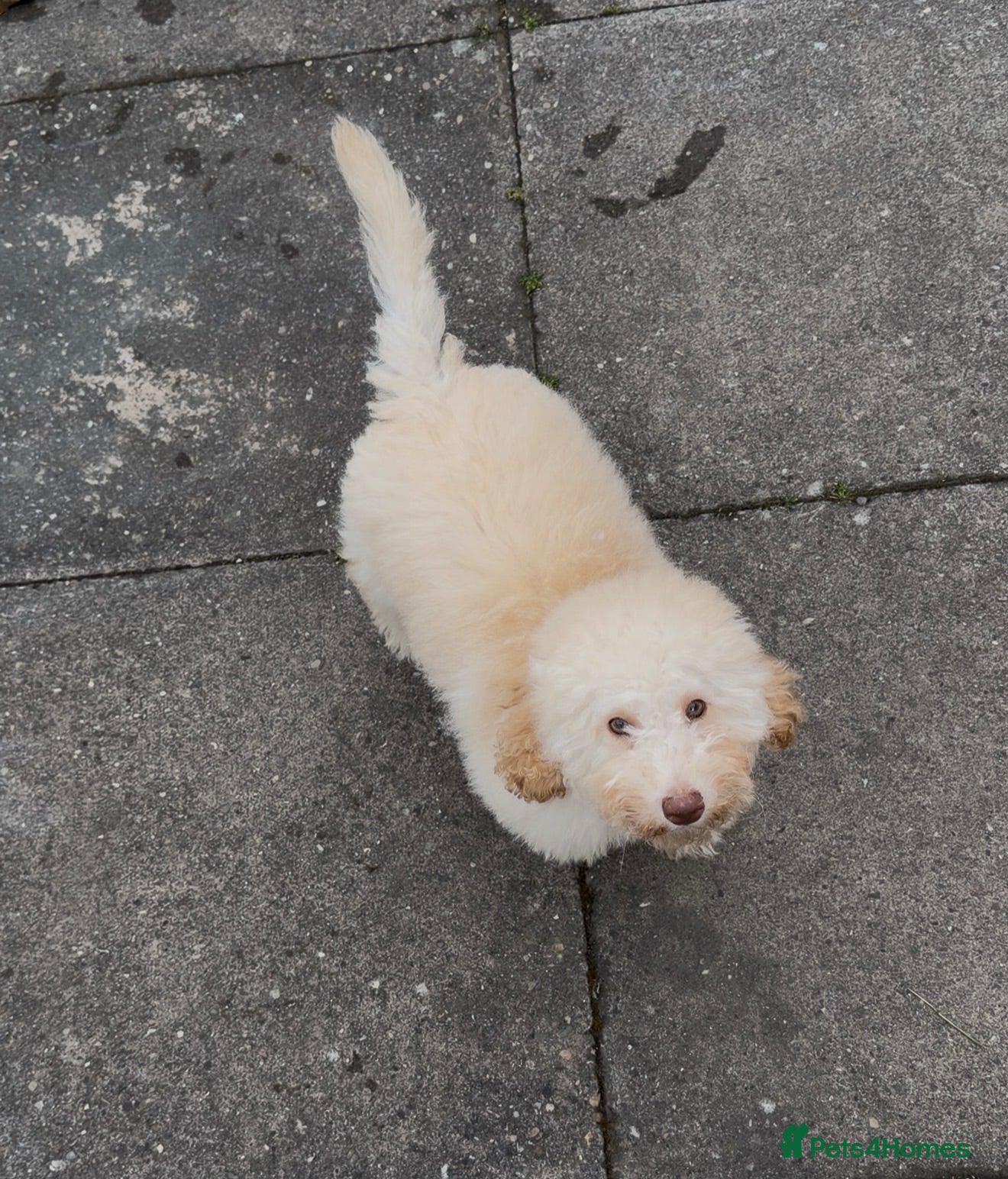 Miniature Poodle dogs 🐩 Beautiful Cream Miniature Poodle - Advert 1