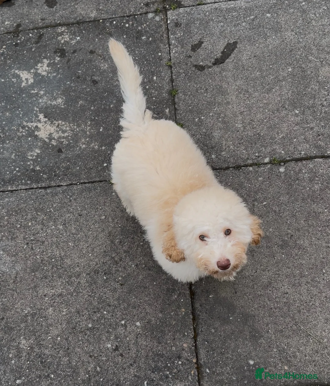 Miniature Poodle dogs for sale: 🐩 Beautiful Cream Miniature Poodle in Stoke-on-Trent - Advert 1