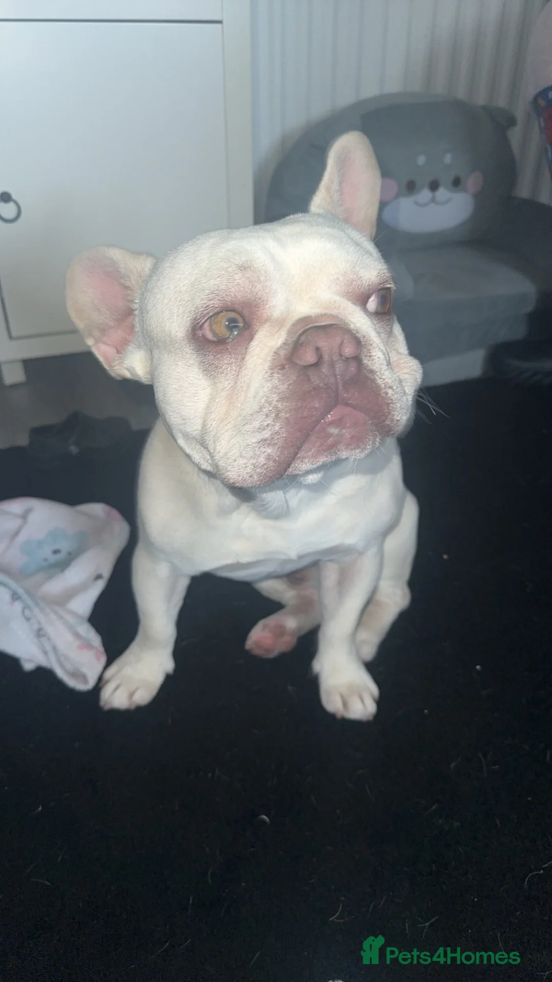 French Bulldog dogs for sale: Male French bulldog for sale  in Wallsend - Advert 2
