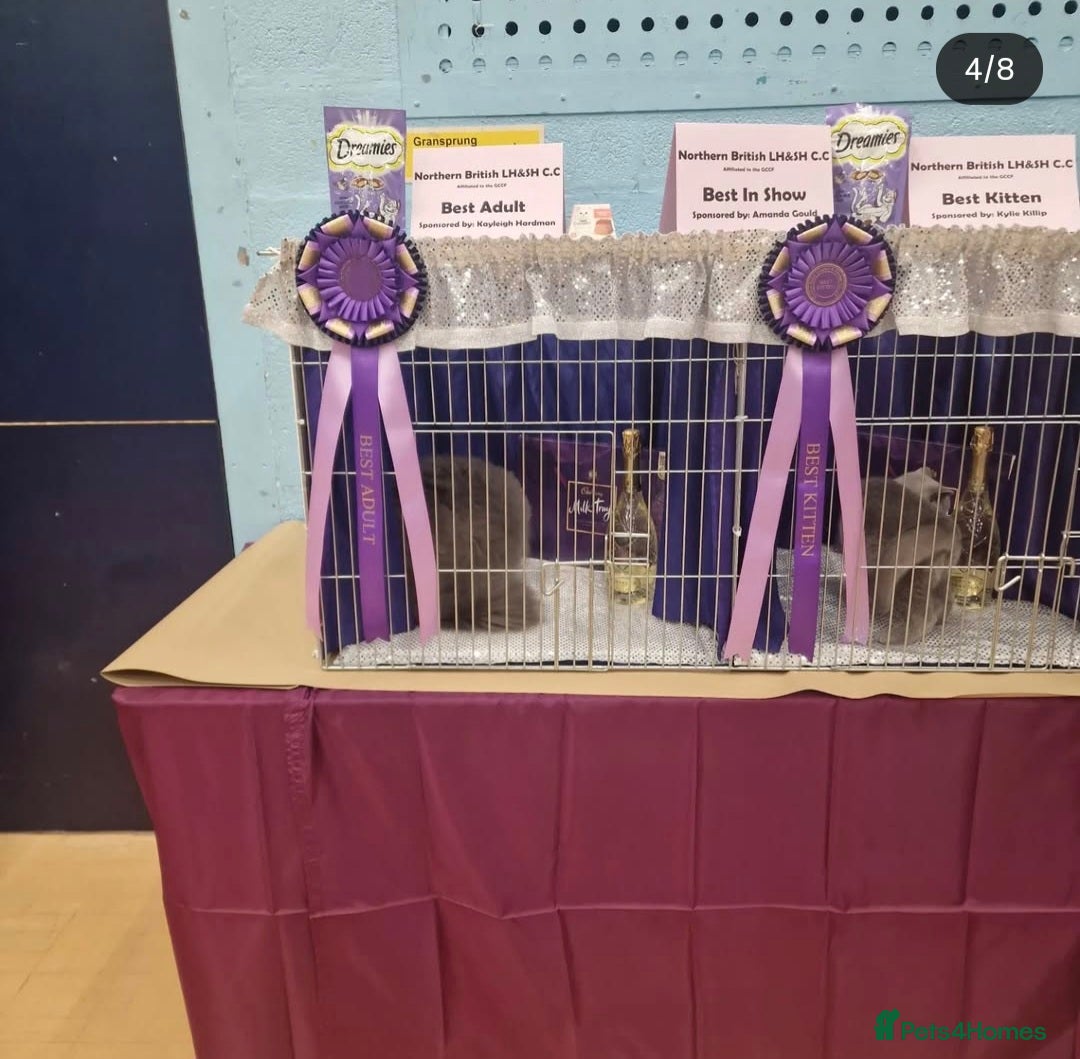 British Longhair cats for sale: Quadruple Grand Champion British Longhair Male - Image 10
