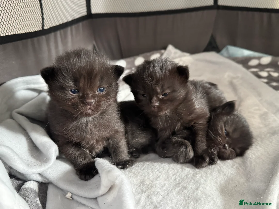Mixed Breed cats for sale: 3 healthy kittens  - Advert 1
