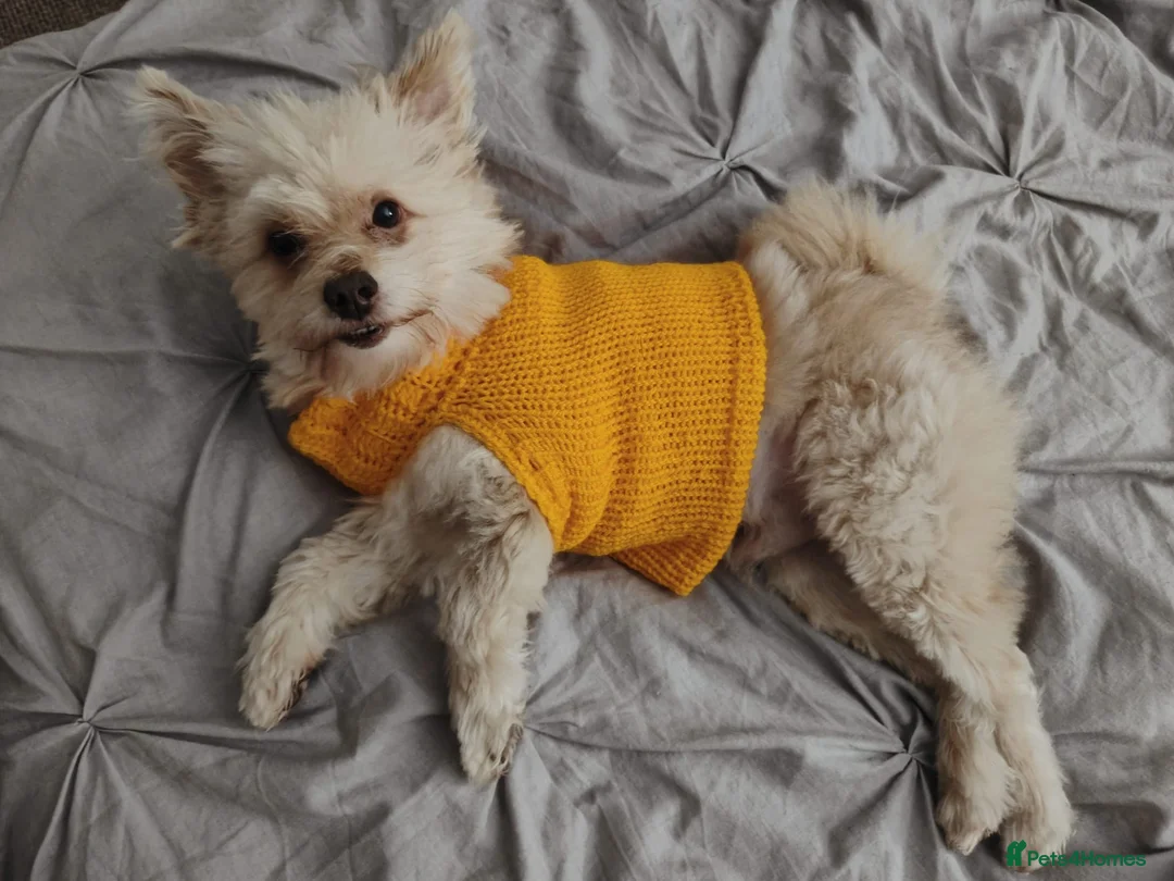 Mixed Breed dogs for sale: Alfie in Selby - Advert 2