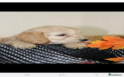 Toy Poodle dogs for stud: *Beautiful Blue Phantom*DNA Clear*Carries Silver* - Image 7