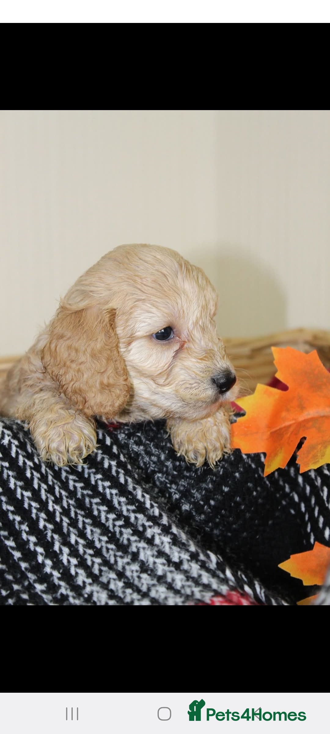 Toy Poodle dogs for stud: *Beautiful Blue Phantom*DNA Clear*Carries Silver* - Image 7