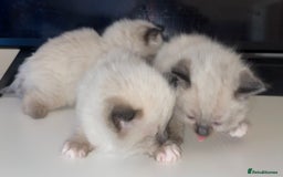 Ragdoll cats for sale: 🎁Gorgeous Ragdoll Kittens-ready from Dec 17th - Advert 14