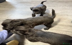 Patterdale Terrier dogs for sale: Female Patterdale Puppies - Image 4