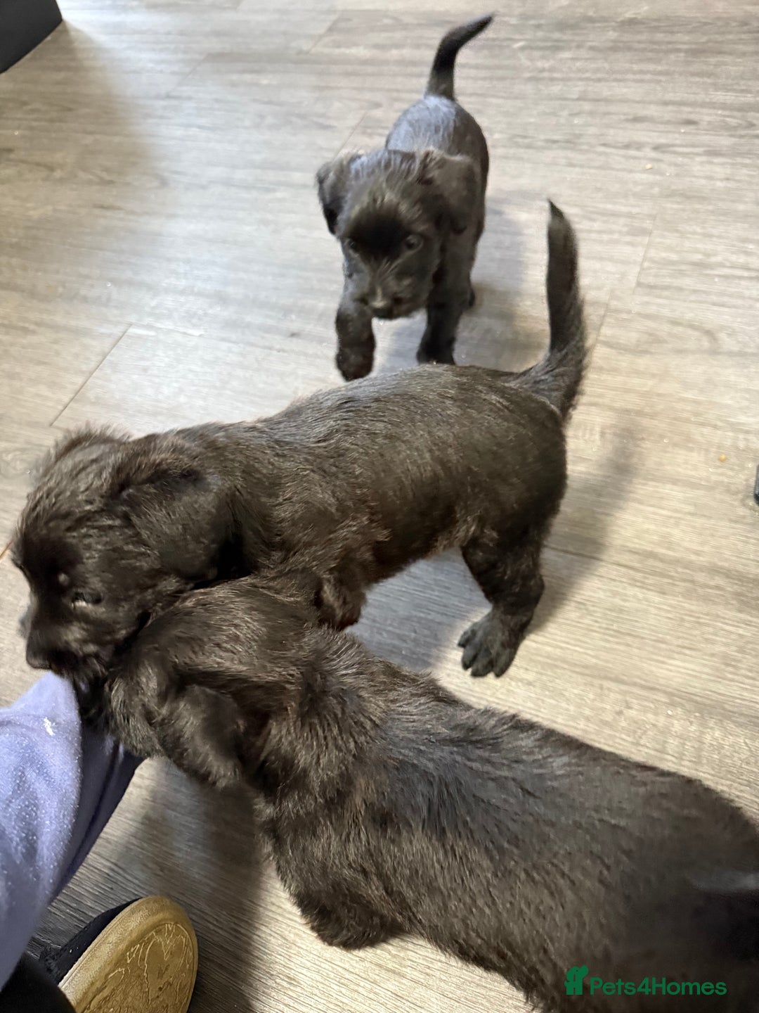Patterdale Terrier dogs for sale: Female Patterdale Puppies - Image 4
