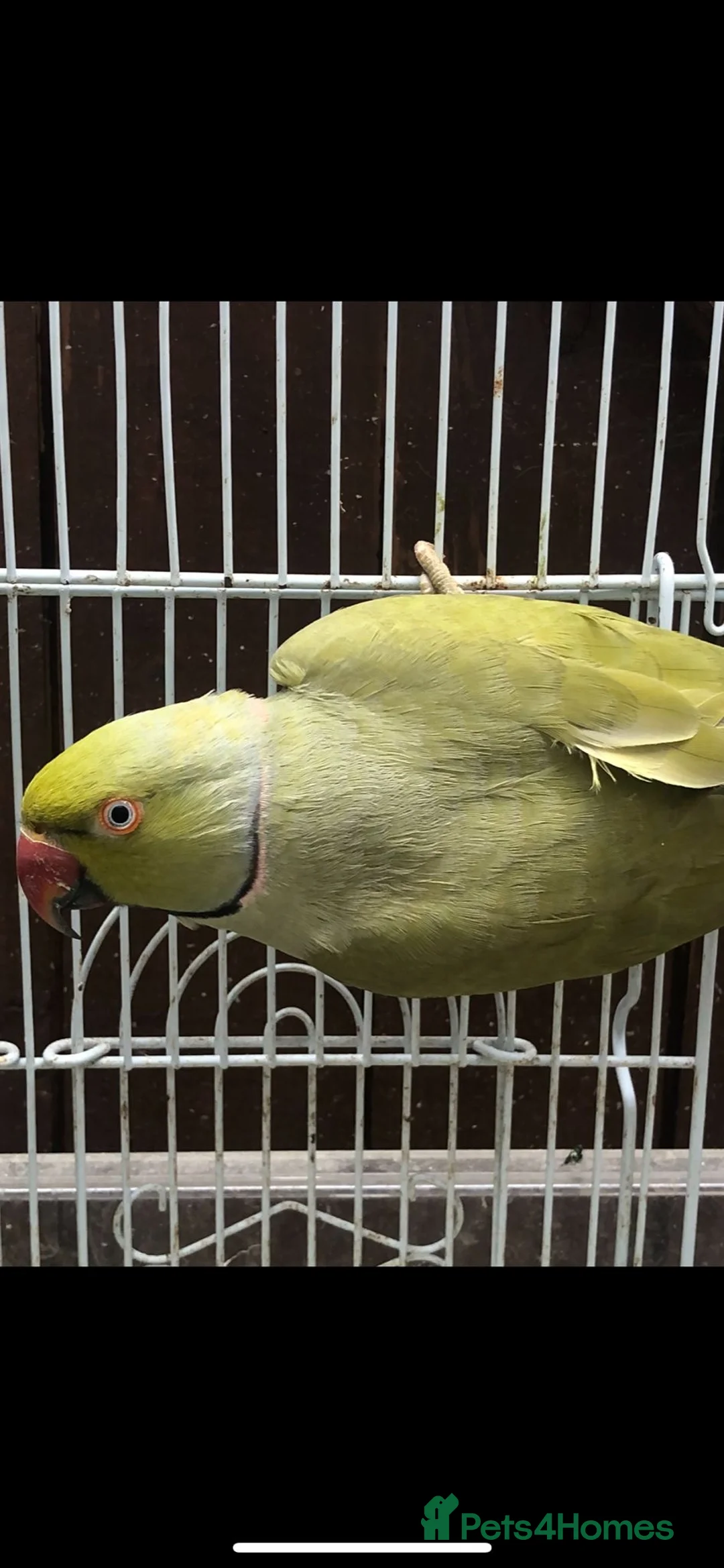 Mixed Breed birds for sale: Stunning Indian ringneck with full setup - Advert 2